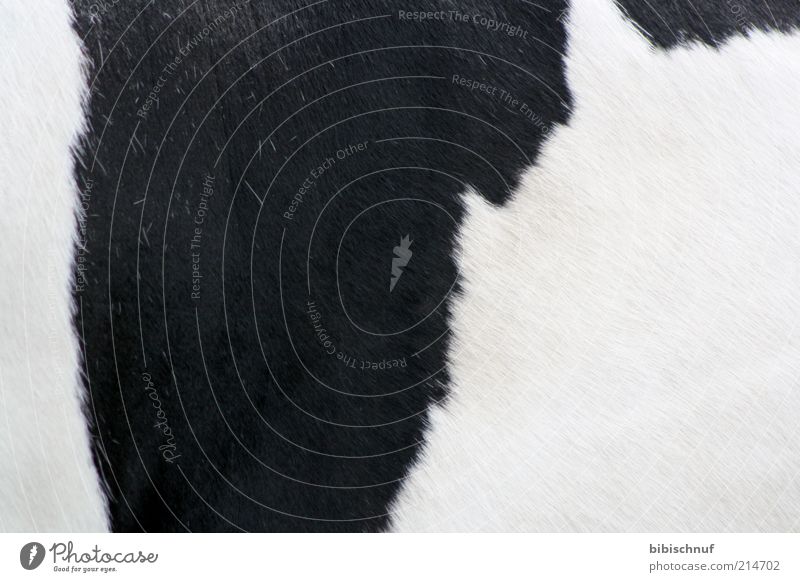 Fur of a cow in black and white Animal Farm animal Cow 1 Beautiful Warmth Black White Colour photo Exterior shot Detail Deserted Day Animal portrait Pelt