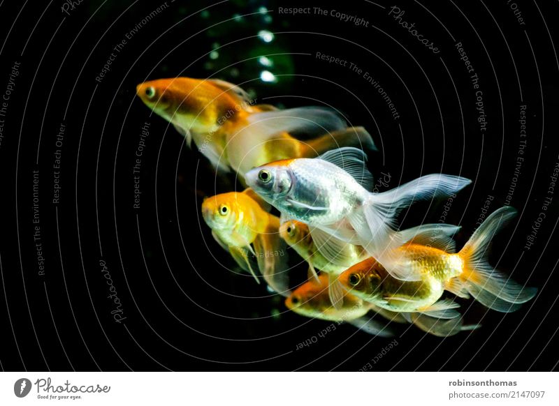 A finny of goldfish swimming closeup Goldfish Aquarium Pet Beautiful Animal Colour photo Fish Environment Deserted Conceptual design Aquatic Movement