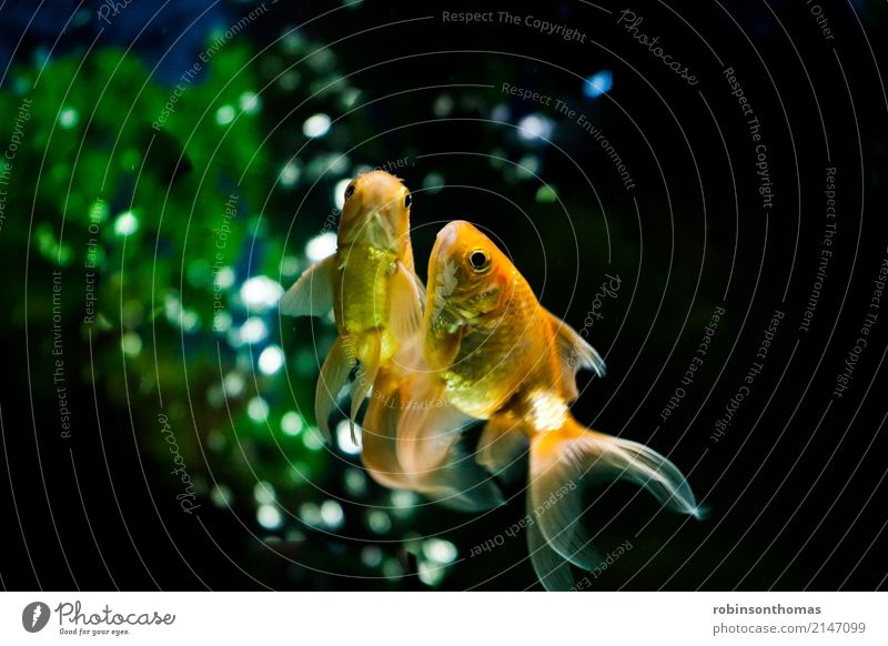 Gold Fishes swimming closeup animal aquarium aquatic background beautiful beauty color concept conceptual fish fishbowl gold golden goldfish green liquid motion