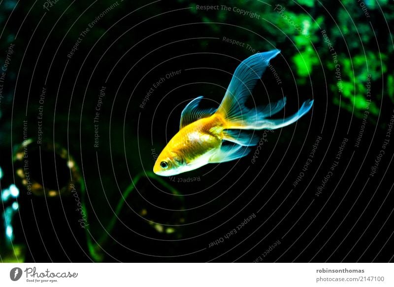 Gold Fishes swimming animal aquarium aquatic background beautiful beauty color concept conceptual fish fishbowl gold golden goldfish green liquid motion nature