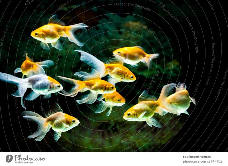 Group of yellow goldfishes swimming in fresh water aquarium tank Pet Fish Aquarium Group of animals Leisure and hobbies Beautiful Colour photo Interior shot