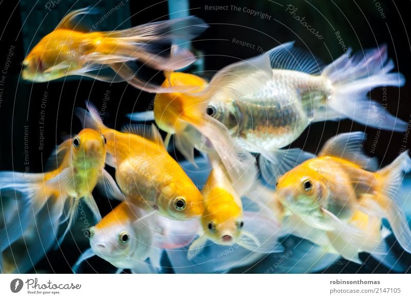 Gold fishes in fresh water aquarium tank Beautiful Nature Animal Pet Fish Aquarium Group of animals Movement Orange White Colour Aquatic background