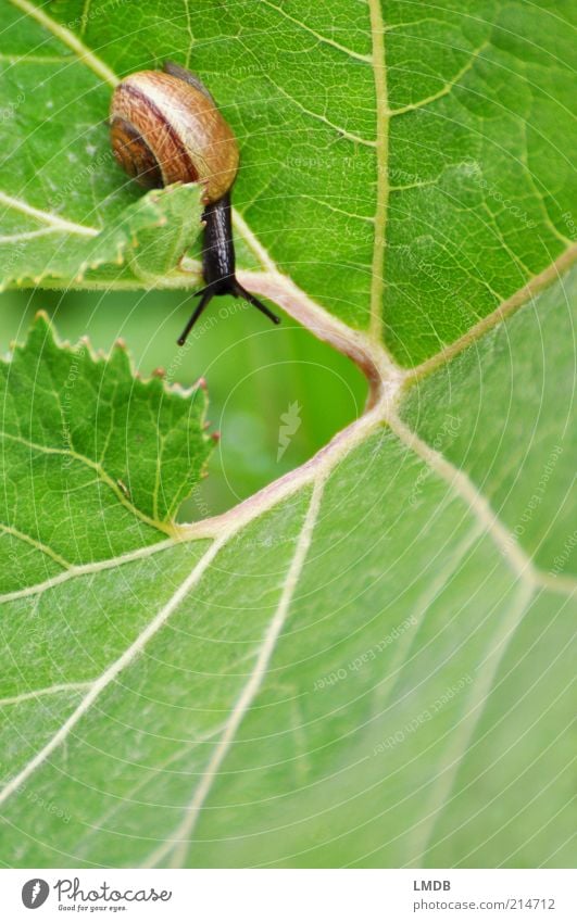 Neck over head in the greenery Animal Snail 1 Brown Gray Leaf Feeler Snail shell Spiral Hollow Prongs Head first Speed Downward Creep Mucus Trail of mucus