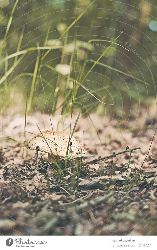 one of many edible mushroom Environment Nature Plant Earth Summer Autumn Beautiful weather Grass Foliage plant Wild plant Mushroom Meadow Forest Natural