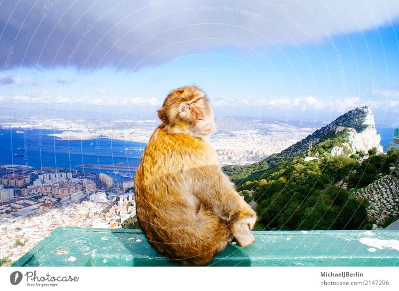 Monkey sits on rocks of Gibraltar Hill Rock Town Tourist Attraction Landmark Animal Monkeys 1 Sit Curiosity Tourism Spain Iberian Peninsula Colony Crown Colony