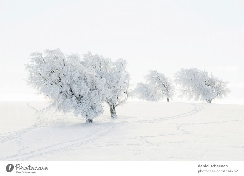 It's about time! Vacation & Travel Tourism Winter Snow Winter vacation Landscape Climate Ice Frost Tree Hill Bright White Winter mood Winter walk Black Forest