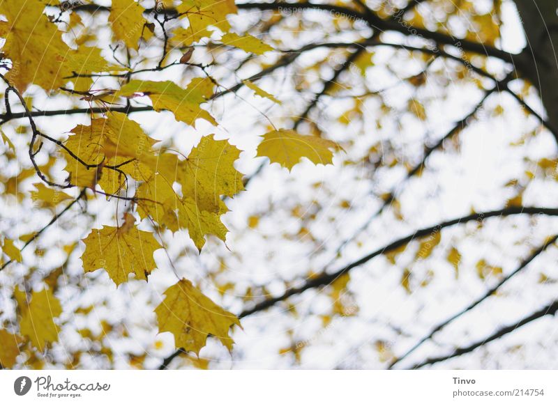 autumn sound Autumn Tree Leaf Yellow Black Nature Transience Change Autumn leaves Seasons Maple tree Maple leaf Twigs and branches Colour photo Exterior shot