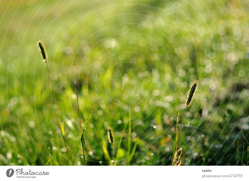 morning green Environment Nature Plant Drops of water Sunlight Beautiful weather Grass Foliage plant Wild plant Meadow Illuminate Growth Glittering Green