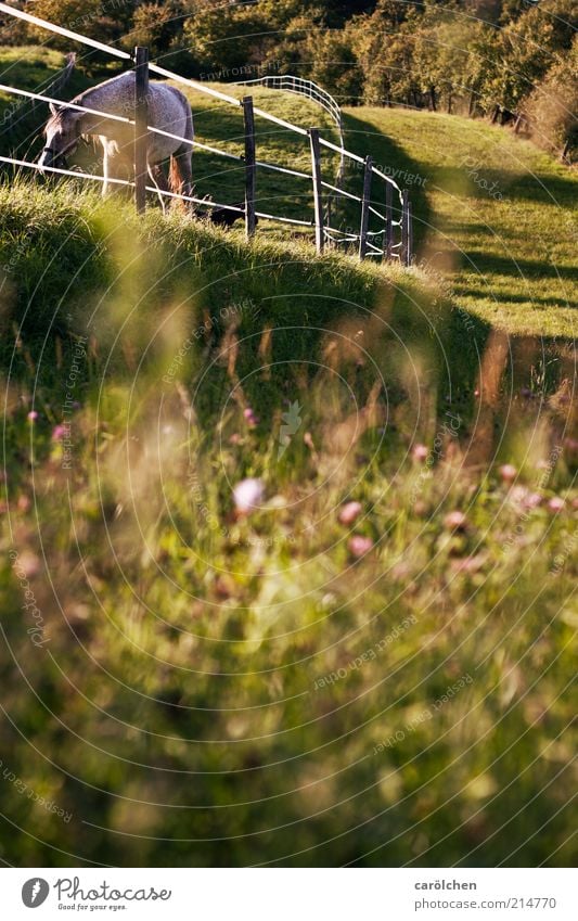 landscape with meanders Landscape Meadow Animal Farm animal Horse 1 Gold Green Pasture Fence To feed Hill Colour photo Exterior shot Deserted Copy Space bottom