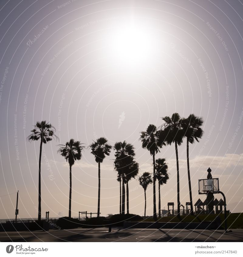 venice beach Sports Beach Los Angeles Relaxation Retro Warmth Blue Yellow Black Wanderlust Fitness Leisure and hobbies Joy Moody Tourism Palm tree