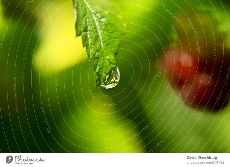 Clearer on the raspberry bush Life Harmonious Calm Nature Plant Water Drops of water Summer Bushes Leaf Wild plant Yellow Green Red Raspberry Wet Damp Dew