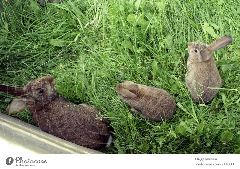 What we call ourselves stays between us, rabbit! Environment Nature Meadow Pet Pelt 3 Animal Rutting season Threat Beautiful Friendship Together