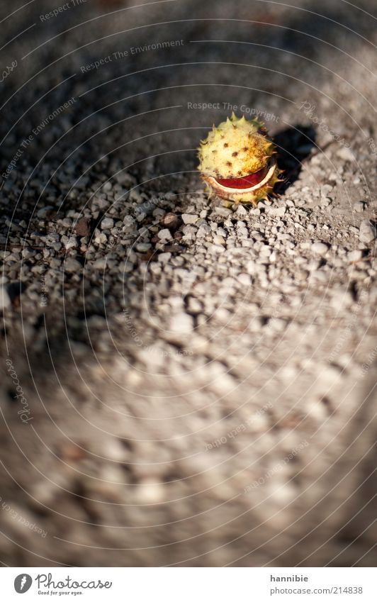 Organic - Packman Autumn Plant Brown Yellow Gray Chestnut Gravel Ground Open Thorny Tree fruit Colour photo Exterior shot Deserted Copy Space bottom