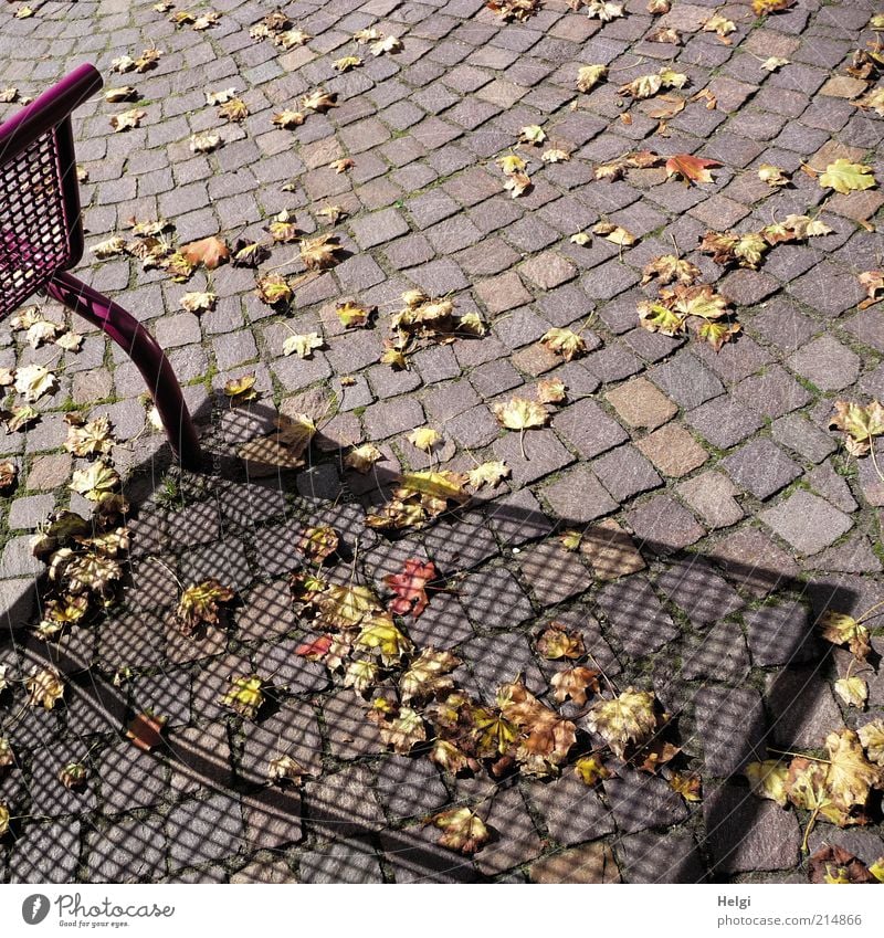 Autumn casts its shadows... Beautiful weather Leaf Deserted Lanes & trails Bench Stone Metal Relaxation Lie Stand To dry up Esthetic Exceptional Natural Dry