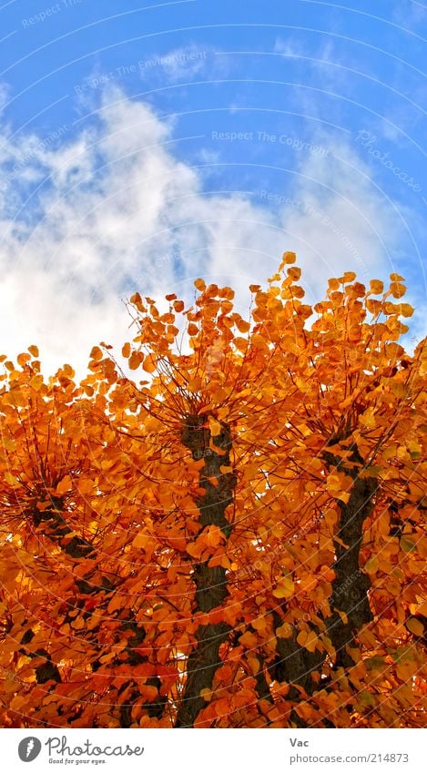 Autumn Environment Nature Plant Air Sky Clouds Climate Weather Beautiful weather Wind Tree Leaf Park Meadow Wood Gold Tall Warmth Brown Multicoloured Yellow