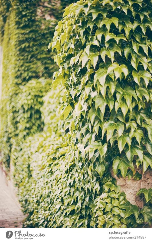 assumption Nature Plant Sunlight Summer Autumn Beautiful weather Foliage plant Creeper Tendril Vine Virginia Creeper Garden Park Deserted Wall (barrier)