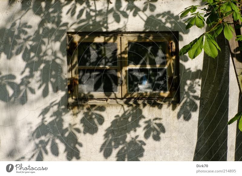 leaf shadow Tree Leaf Chestnut tree Twig Tree trunk Village Hut Building Barn Wall (barrier) Wall (building) Window Window frame Brown Gray Green White