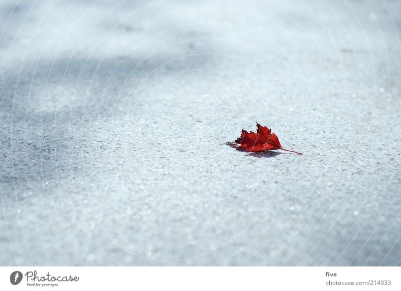 the autumn moves in Nature Autumn Leaf Lie Cold Small Dry Red Colour photo Exterior shot Detail Copy Space left Neutral Background Day Light Shadow Sunlight