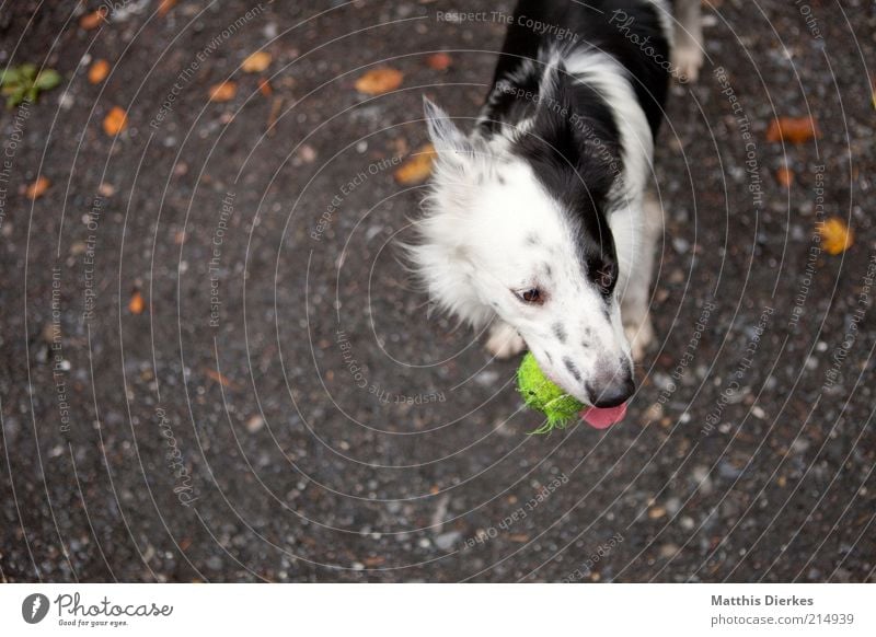 yin and yang Animal Pet Dog 1 Playing Stand Black White Dog's head Puppydog eyes Tennis ball Ball Retrieve Collie border collie Woodground Effortless Joy