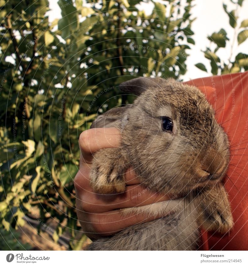 Playboy Bunny Animal Pet Farm animal Wild animal Pelt Near Hare & Rabbit & Bunny Hare hunting Rabbit's foot Hand Captured To hold on Love of animals Cute