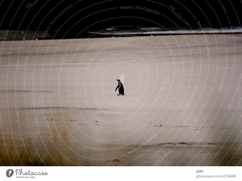 solitary Nature Animal Beach Ocean Bird Penguin Going Peaceful Calm Loneliness Moody Miss Doomed Center point Uninhabited Sand New Zealand Seldom Uniqueness