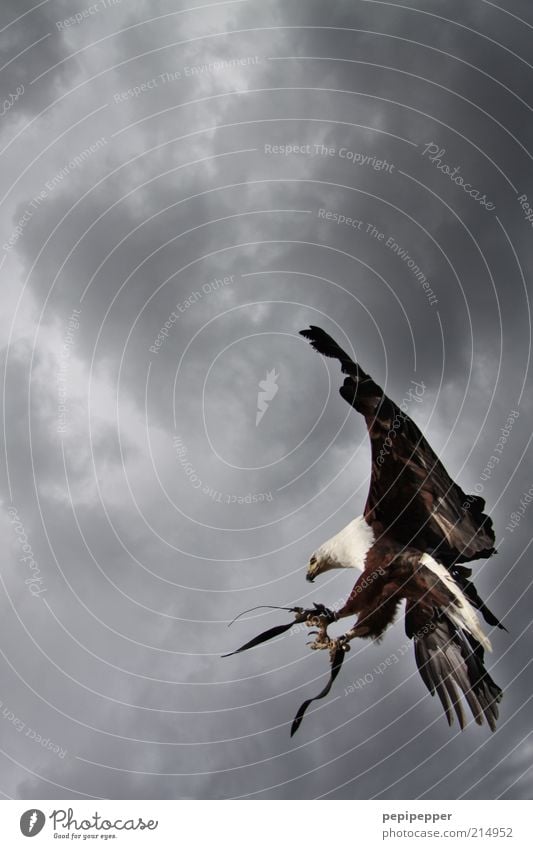 spot landing Nature Sky Storm clouds Bad weather Animal Wild animal Bird Wing Claw 1 Flying Esthetic Elegant Exterior shot Detail Twilight Animal portrait