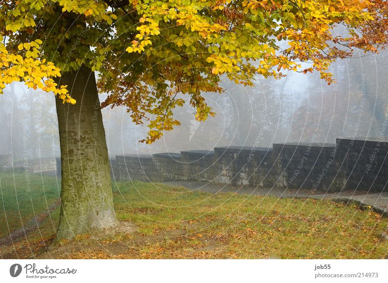 September morning Landscape Autumn Fog Park Outskirts Castle Ruin Wall (barrier) Wall (building) Tourist Attraction Landmark Romance Calm Peace Colour photo