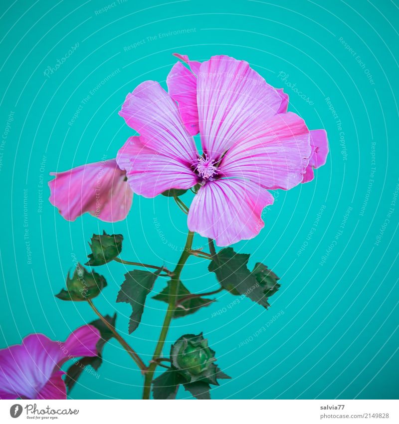 pink splendour Nature Plant Summer Flower Blossom Wild plant Mallow plants Garden Blossoming Esthetic Beautiful Soft Blue Green Pink Fragrance Colour Delicate