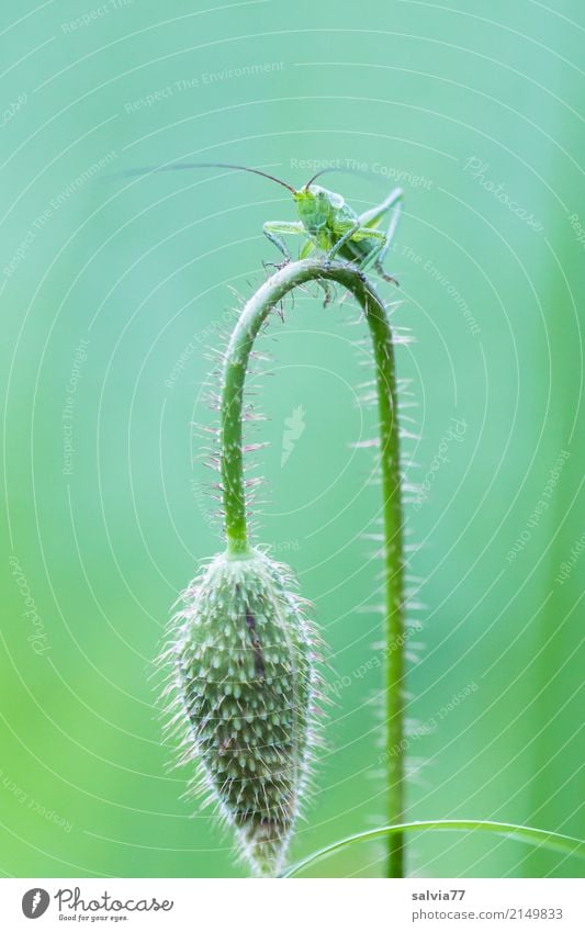 Sound in sound, everything's green. Nature Summer Plant Flower Blossom Poppy blossom Bud Garden Field Animal Animal face Long-horned grasshopper Locust Insect 1