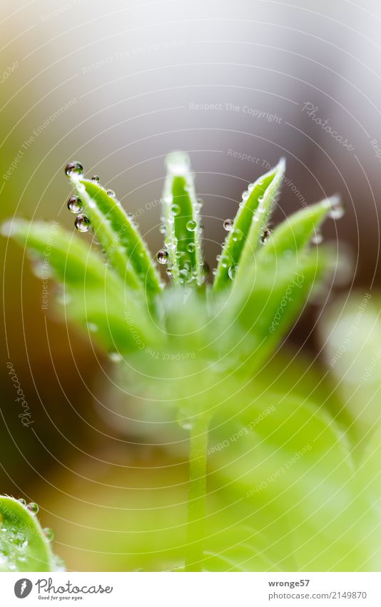 pearl chalice Plant Summer Rain Leaf Lupin leaf Small Near Green Part of the plant Leaf green Close-up Macro (Extreme close-up) Portrait format Colour photo