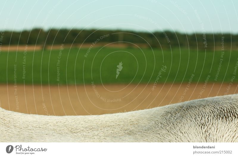 on the back of the horses lies the happiness of this earth Field Short-haired Brown Green White Time Calm Gloomy Landscape Horse Gray (horse) Pelt Back Detail