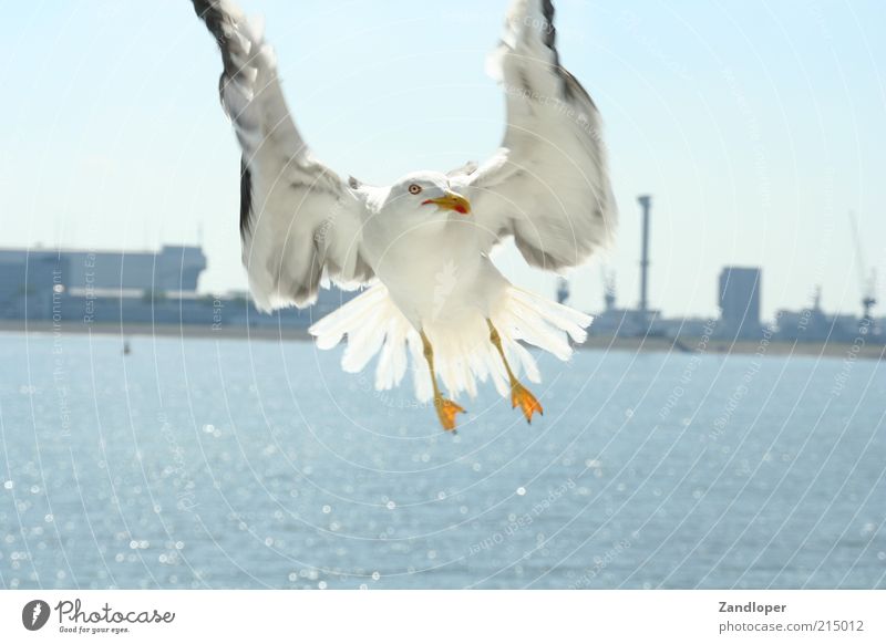 Möve ( attack during the ferry tour from Den Helder to Texel ) Bird 1 Animal Water Flying Natural Gray White Colour photo Exterior shot Close-up Deserted Day