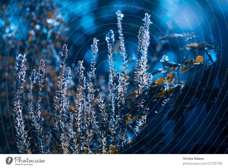 At night in the autumn garden Calm Nature Plant Night sky Autumn Bushes Garden Glittering Illuminate Dark Blue Night light Blur Colour photo Exterior shot