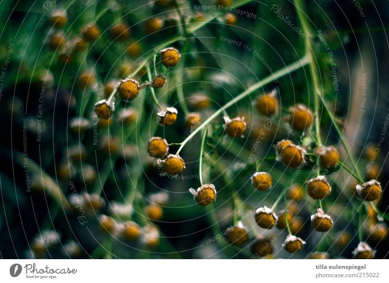 news from the compost heap Nature Plant Blossom Faded To dry up Natural Wild Yellow Green Environment Transience Camomile blossom Withered Blur Dried flower