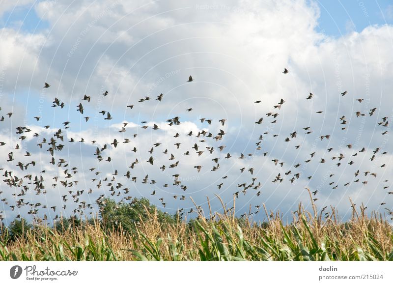 birds above cornfield Animal Agricultural crop Field Bird Flock Flying Blue Flock of birds Sky Colour photo Exterior shot Day Animal portrait Clouds Summer