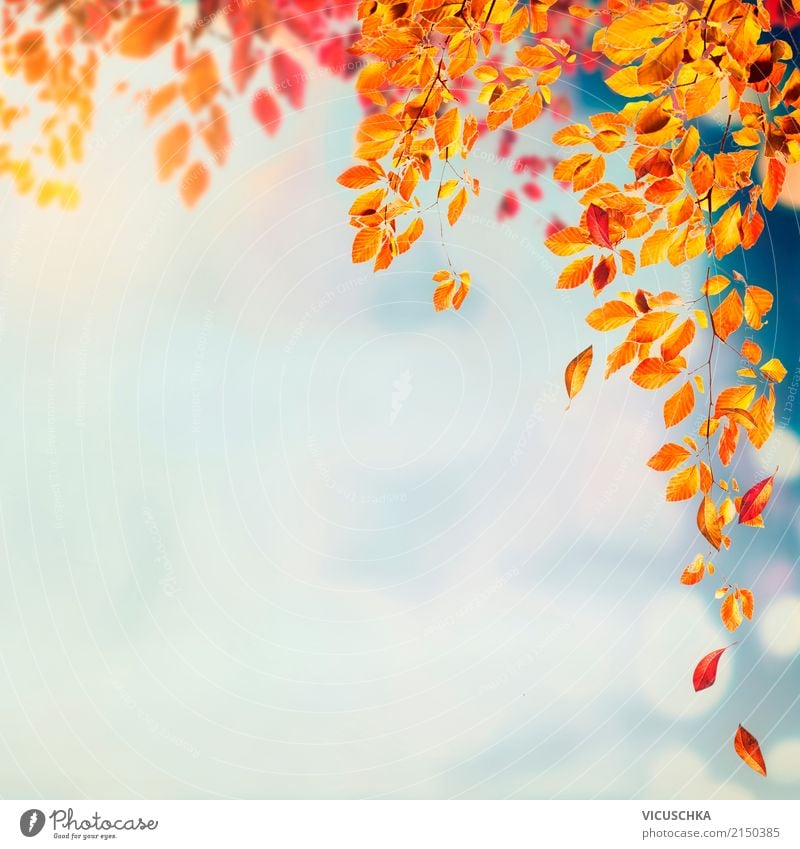 Autumn nature background with beautiful tree leaves Design Garden Nature Plant Beautiful weather Tree Leaf Park Yellow Background picture Seasons Deciduous tree