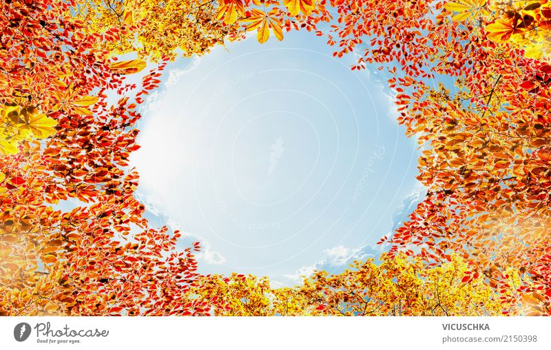 Autumn foliage frame in the sky background Lifestyle Design Garden Nature Landscape Sky Sunlight Beautiful weather Park Forest Deciduous tree Leaf Frame