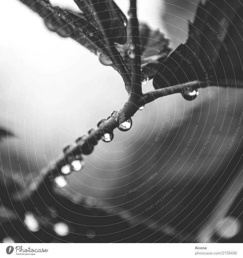 inconspicuous detail, accompanying autumn weather. Water Drops of water Bad weather Rain Plant Bushes Leaf Twigs and branches Blackberry leaf Blackberry bush