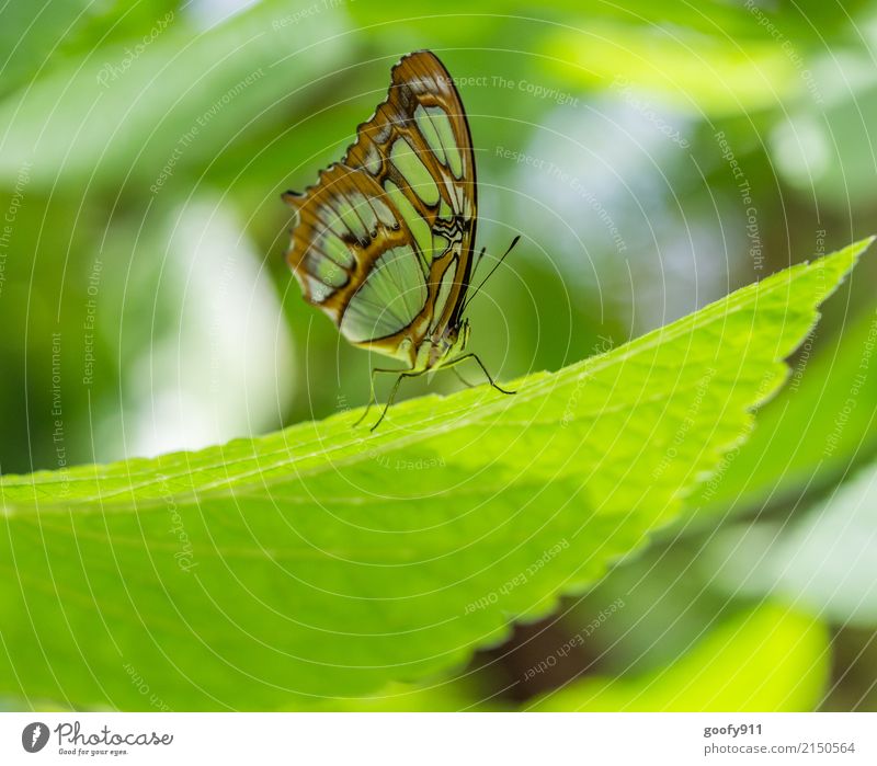 pose Elegant Garden Environment Nature Animal Sun Sunlight Spring Summer Plant Leaf Park Meadow Farm animal Wild animal Butterfly Animal face Wing 1 Esthetic