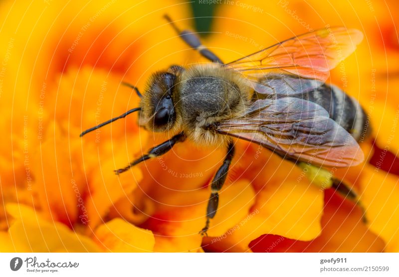 Bee yoga;-) Elegant Garden Environment Nature Animal Sun Spring Summer Plant Flower Blossom Wild plant Park Meadow Farm animal Wild animal Animal face Wing Pelt