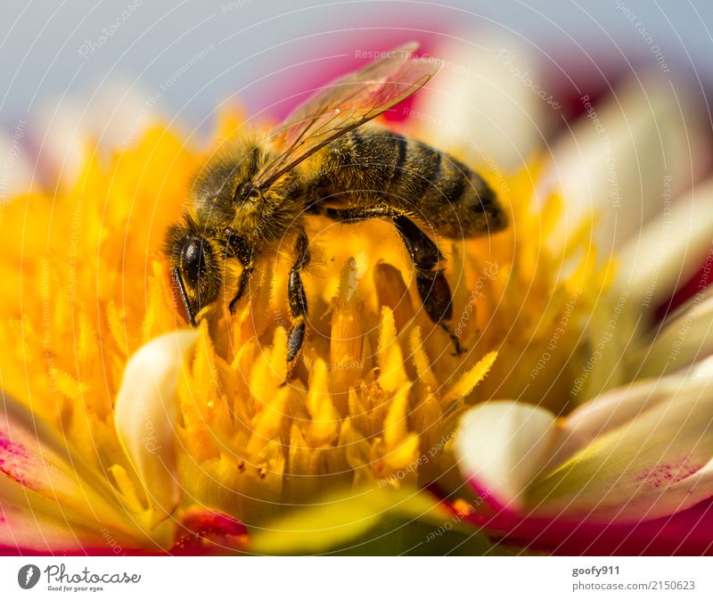 Full of pollen!!! Garden Environment Nature Animal Sunlight Spring Summer Plant Flower Blossom Wild plant Park Meadow Farm animal Wild animal Bee Animal face