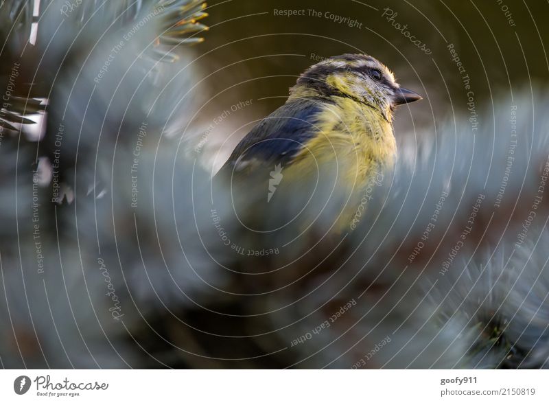 Blue Tit Summer Environment Nature Sun Sunlight Spring Tree Garden Park Forest Animal Wild animal Bird Animal face Wing Pelt Tit mouse 1 Observe Illuminate