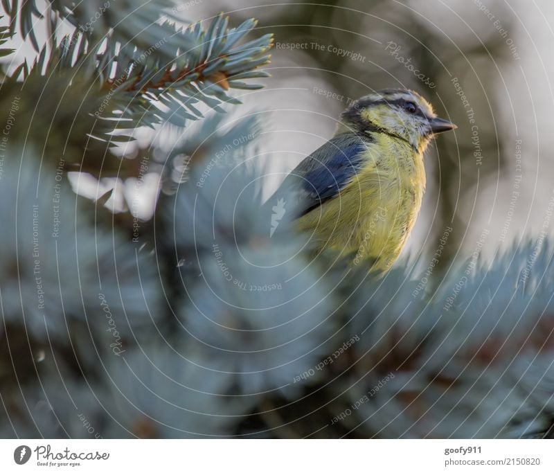 Blue Tit Elegant Environment Nature Sun Sunlight Spring Summer Tree Garden Park Forest Animal Wild animal Bird Animal face Wing Pelt Tit mouse 1 Observe