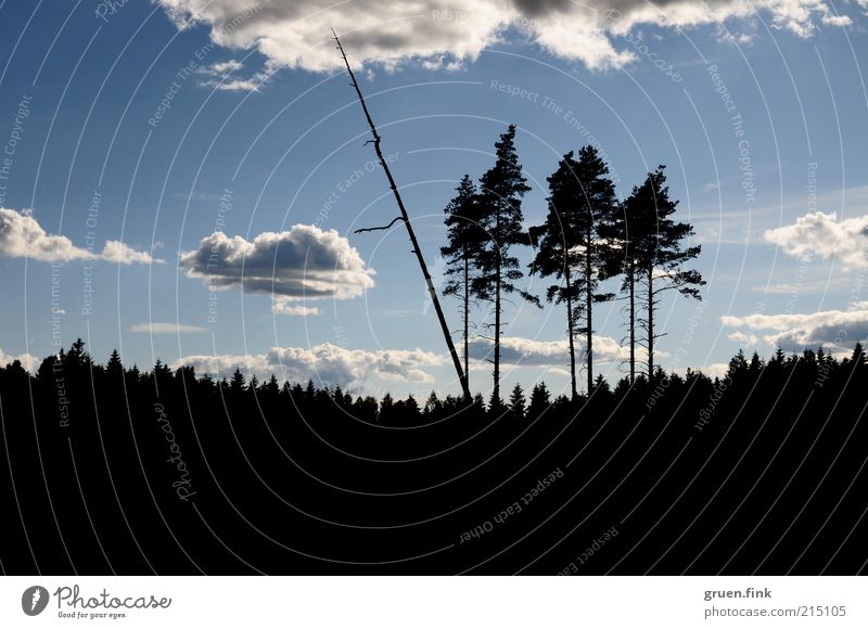 the six tree giants Nature Landscape Sky Clouds Beautiful weather Tree Forest Far-off places Scandinavia Colour photo Exterior shot Deserted Copy Space bottom