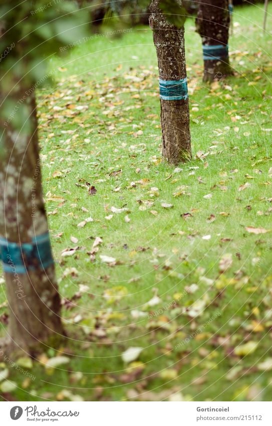 case Environment Nature Autumn Tree Grass Leaf Garden Meadow Gloomy Tree trunk Autumnal Deciduous tree Autumn leaves Colour photo Multicoloured Exterior shot