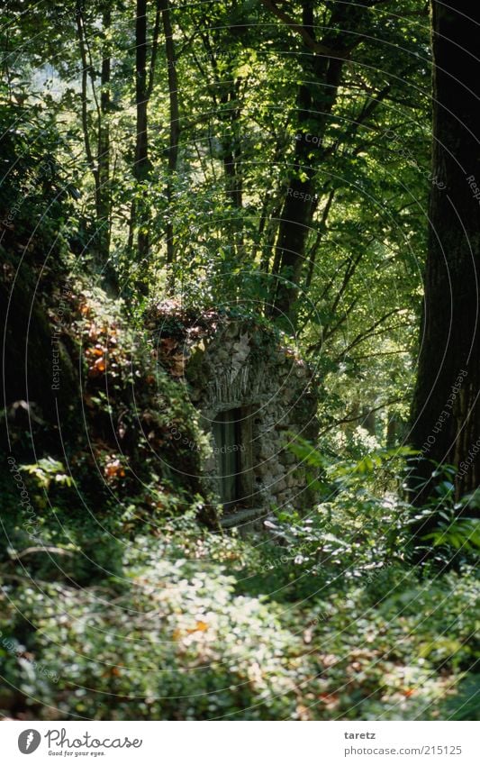 cellardoor Tree Bushes Forest Wine cellar Cellar Hidden Old Wild Nature Mysterious Summer Masonry Fantastic Colour photo Exterior shot Deserted Day Sunlight