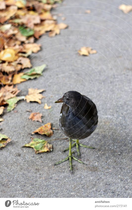 Bird with green leg dress Nature Plant Animal Earth Autumn Beautiful weather Leaf Sidewalk Lanes & trails Wild animal Wing Claw Crested grebe 1 Observe Discover