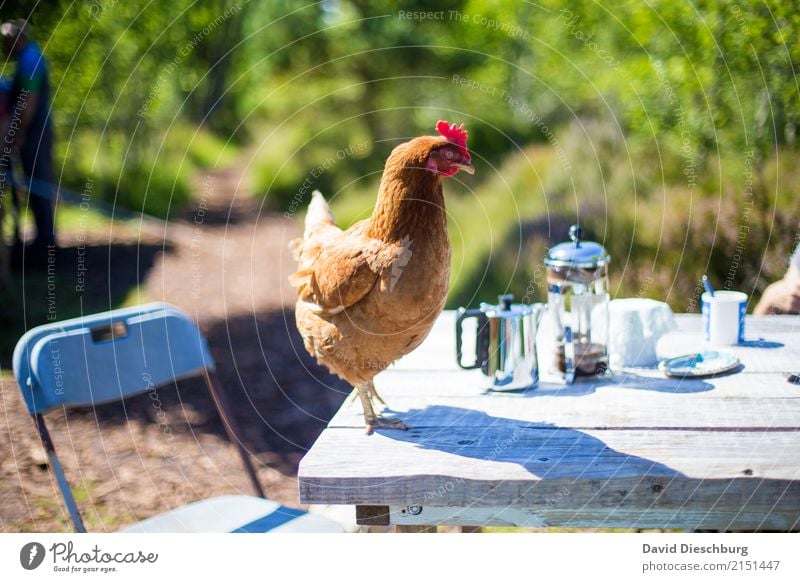 table posture Nutrition To have a coffee Organic produce Vacation & Travel Tourism Trip Agriculture Forestry Nature Spring Summer Beautiful weather Farm animal