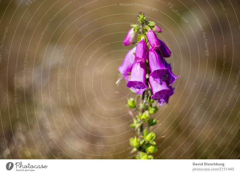 thimble Nature Plant Animal Spring Summer Beautiful weather Flower Wild plant Meadow Field Forest Brown Green Violet Foxglove Poison Blossoming Landscape format