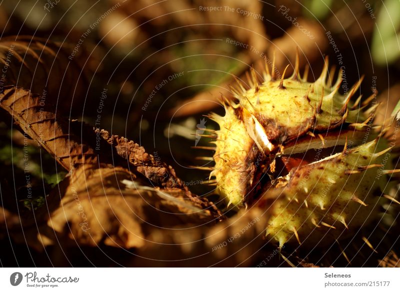 freshness sealed Environment Nature Autumn Plant Leaf Chestnut To dry up Small Natural Dry Fruit Colour photo Exterior shot Light Shadow Sunlight Autumnal